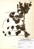 藏品(馬甲子)的圖片